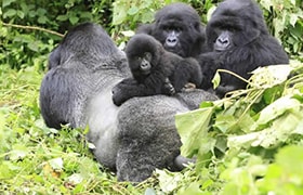 Gorilla Tours Uganda