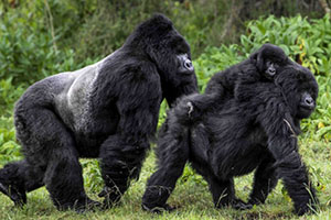 Gorillas in Rwanda