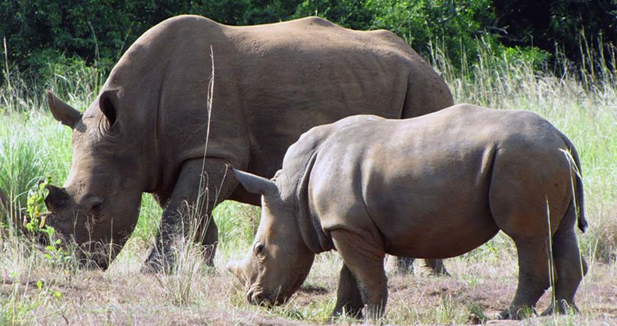 Ziwa Rhino Sanctuary Rhinos