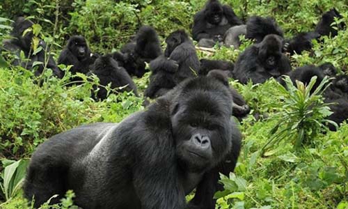 Gorillas in Rwanda